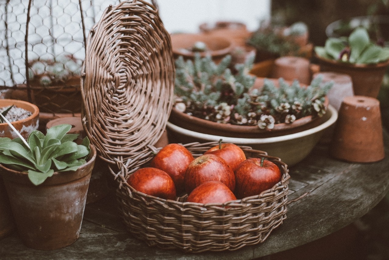 A basket of beautiful red apples on a table of potted succulents.